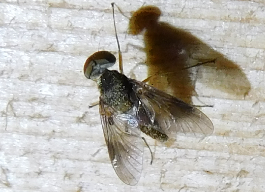 Rhagionidae - kószalégyfélék