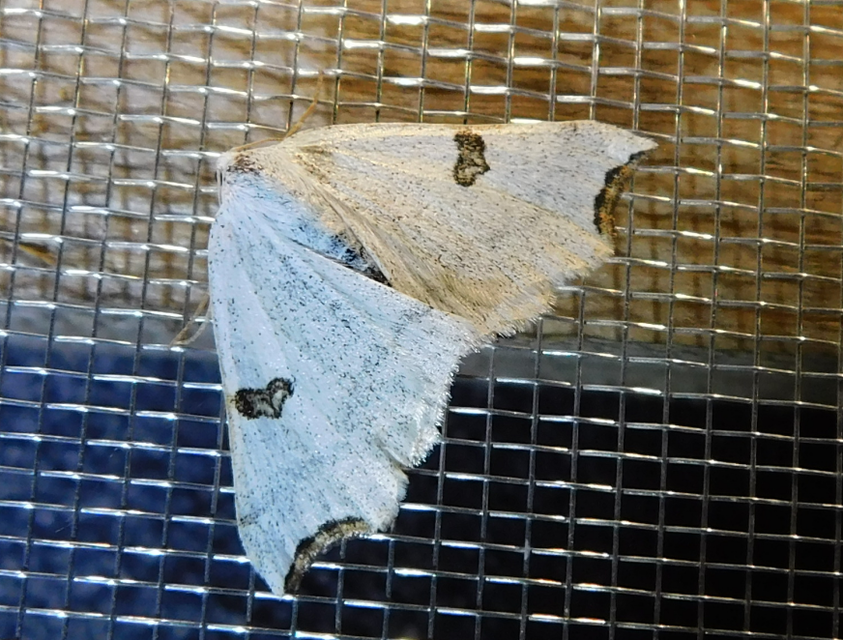 Eilicrinia cordiaria - fehér fűzfaaraszoló