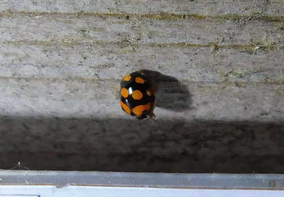Adalia decempunctata - tízpettyes katica