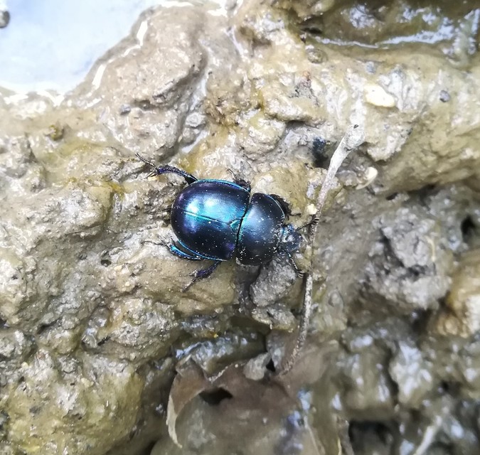 Trypocopris vernalis - tavaszi álganéjtúró