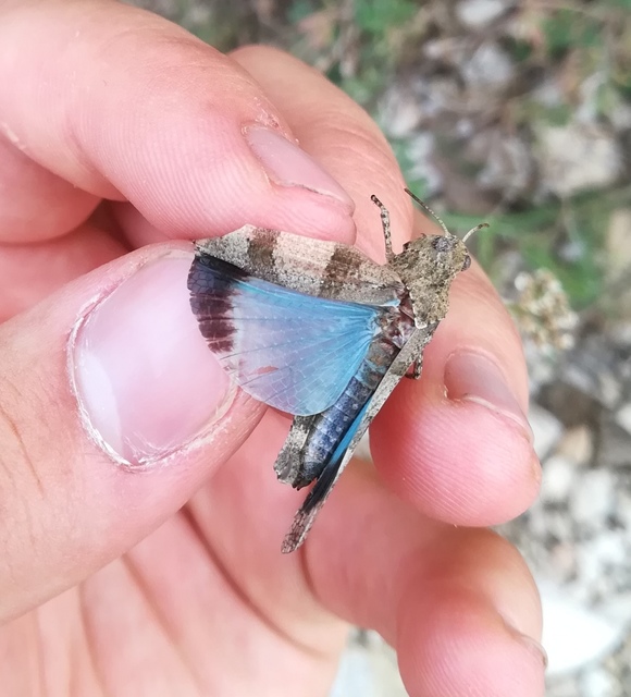 Oedipoda caerulescens - kékszárnyú sáska