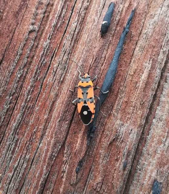 Lygaeus equestris/simulans