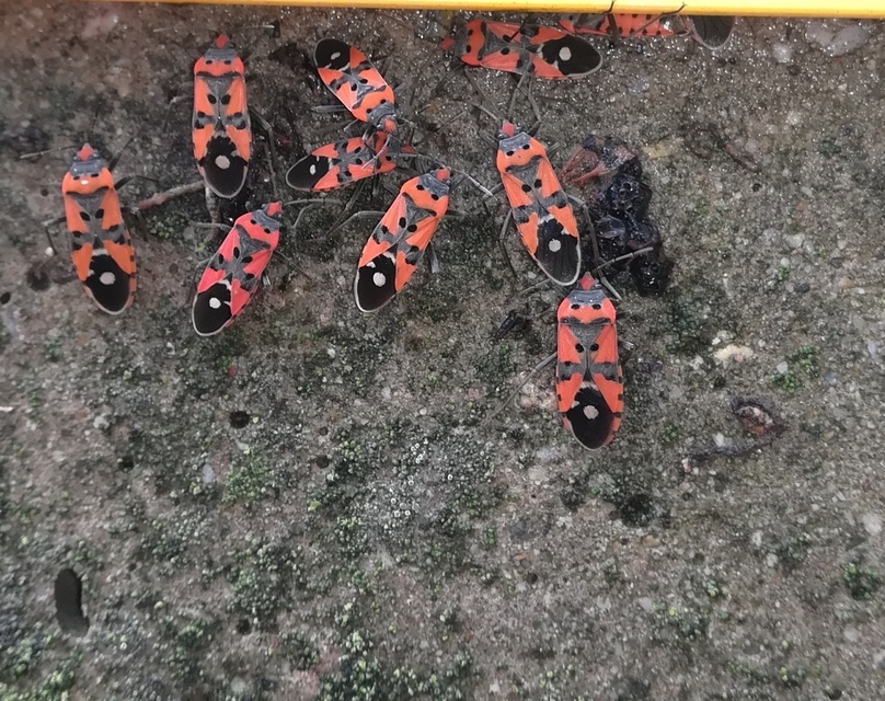 Lygaeus equestris/simulans