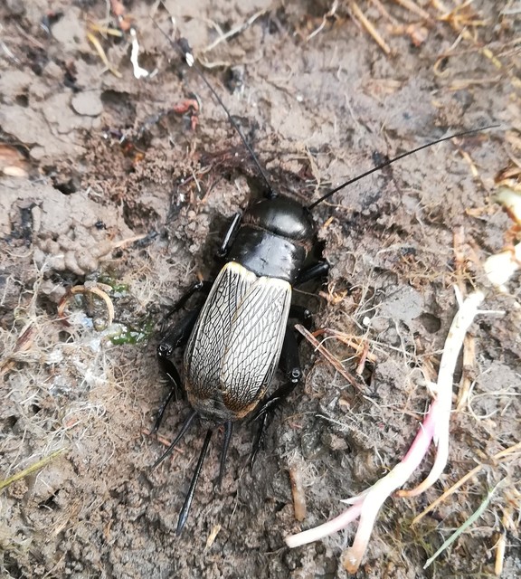 Gryllus campestris - mezei tücsök