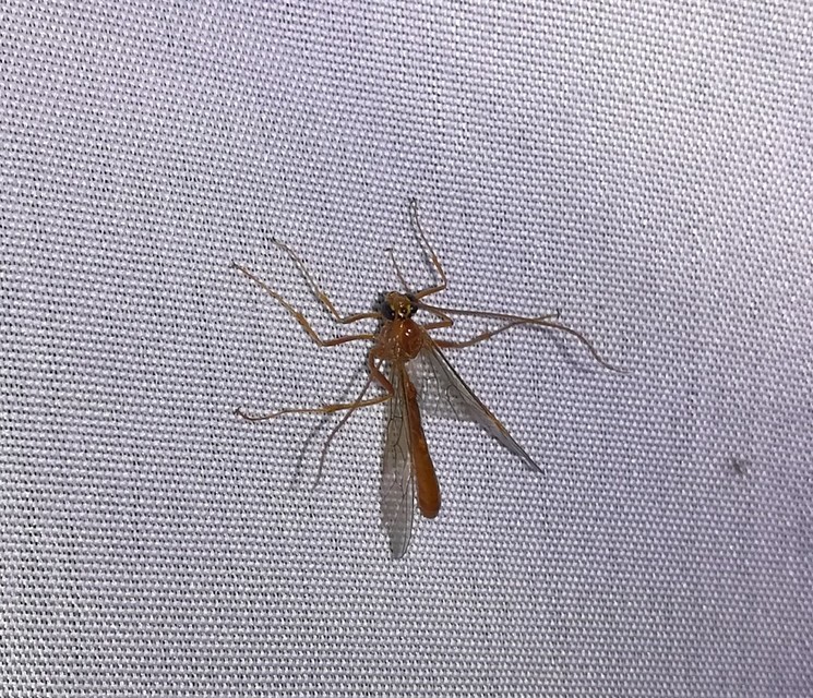 Ophion
