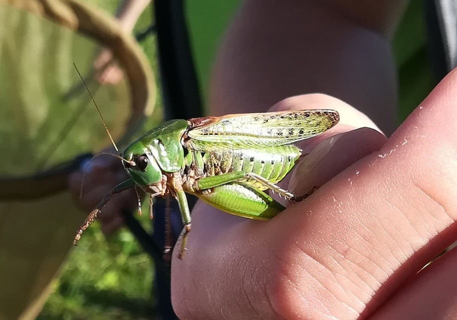 Decticus verrucivorus - szemölcsevő szöcske