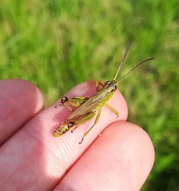 Pseudochorthippus parallelus - közönséges rétisáska