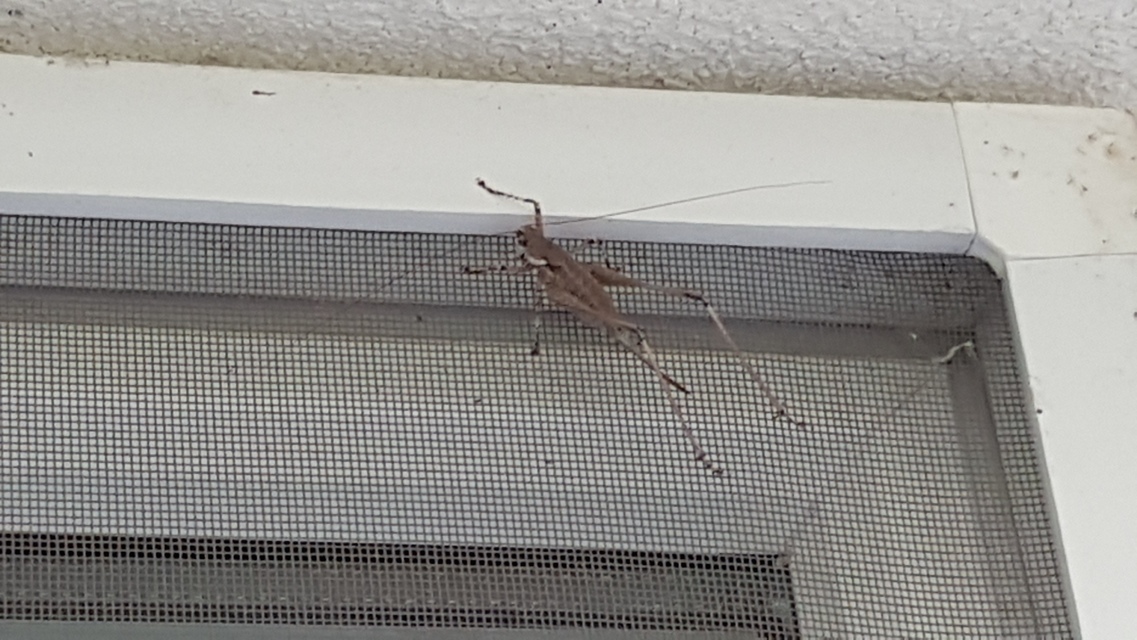 Rhacocleis annulata