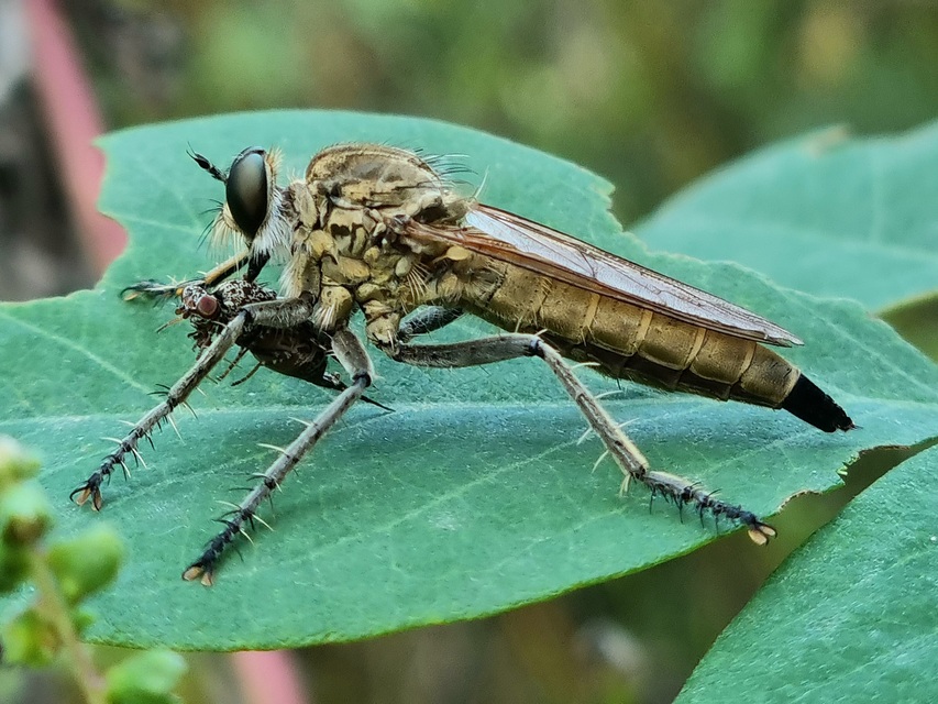 Philonicus albiceps