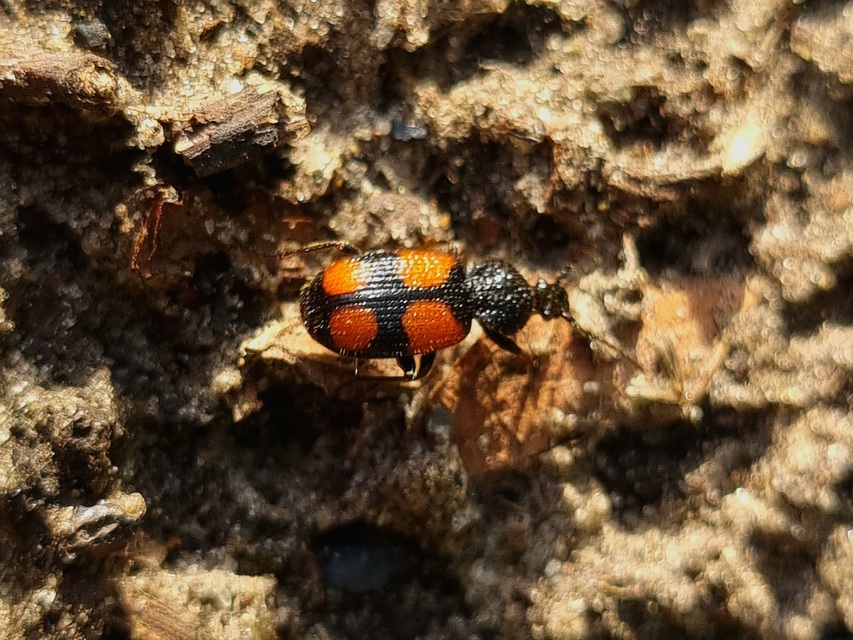 Panagaeus bipustulatus - kis keresztesfutó