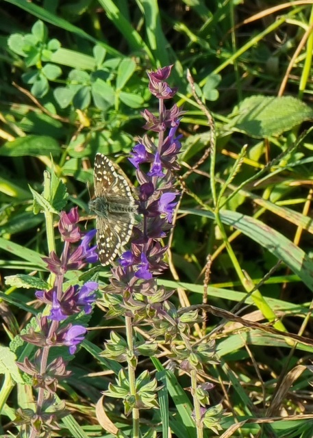 Pyrgus armoricanus - feles busalepke