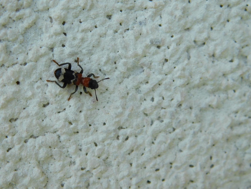 Thanasimus formicarius - vörösnyakú szúfarkas