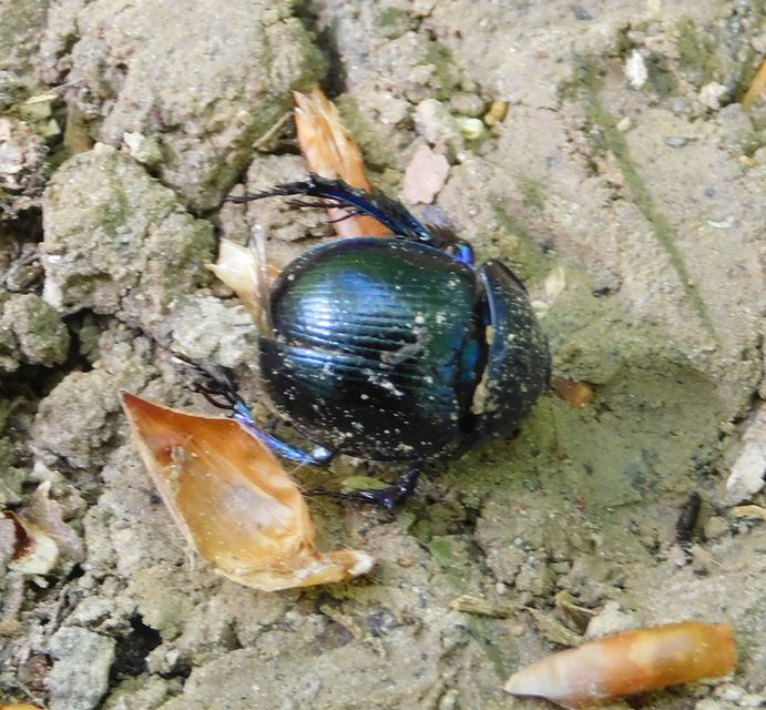 Anoplotrupes stercorosus - erdei álganéjtúró