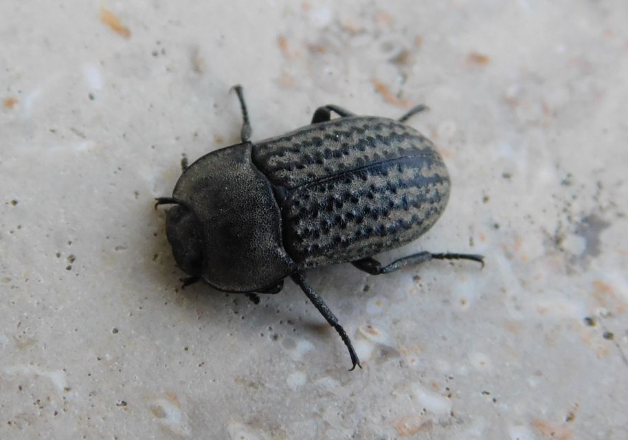 Opatrum sabulosum - sároshátú gyászbogár