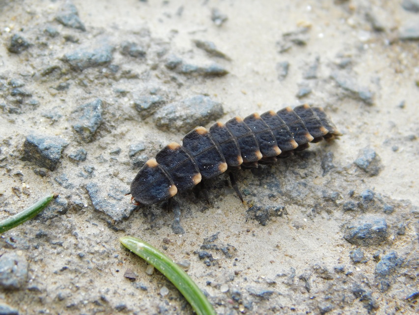 Lampyris noctiluca - nagy szentjánosbogár