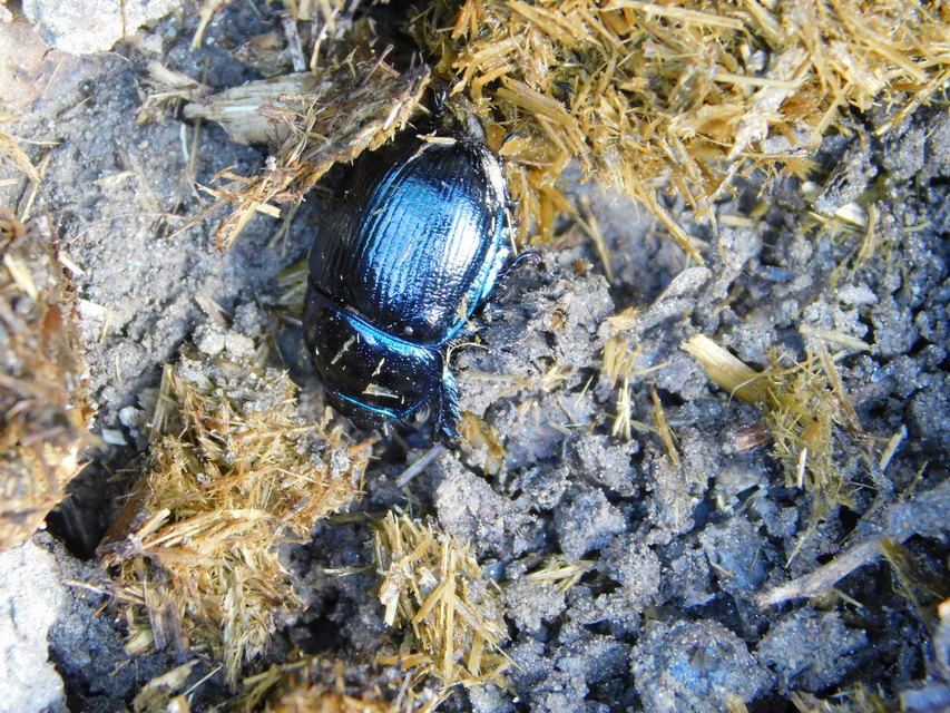 Anoplotrupes stercorosus - erdei álganéjtúró