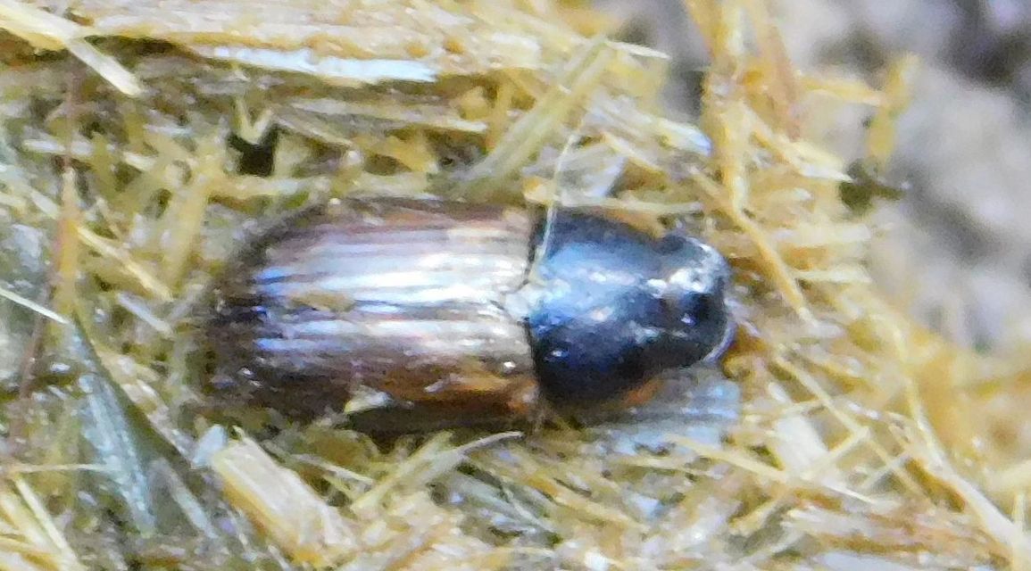 Aphodius prodromus - sárgalábú trágyabogár