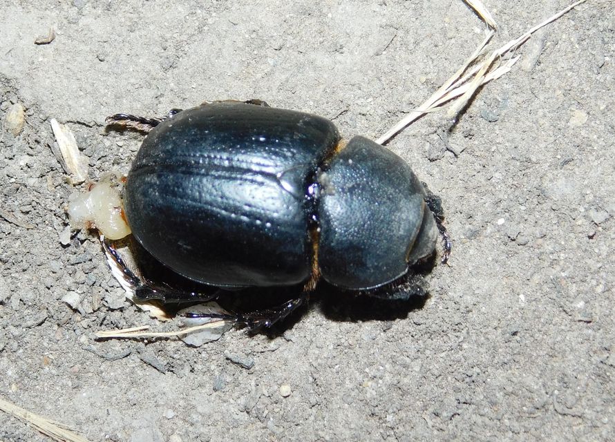 Pentodon idiota - butabogár