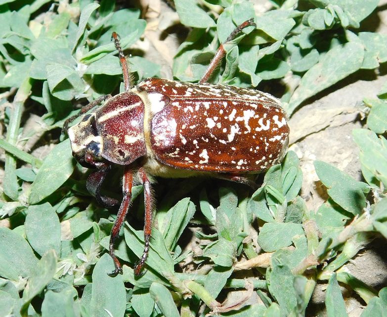 Polyphylla fullo - csapó cserebogár