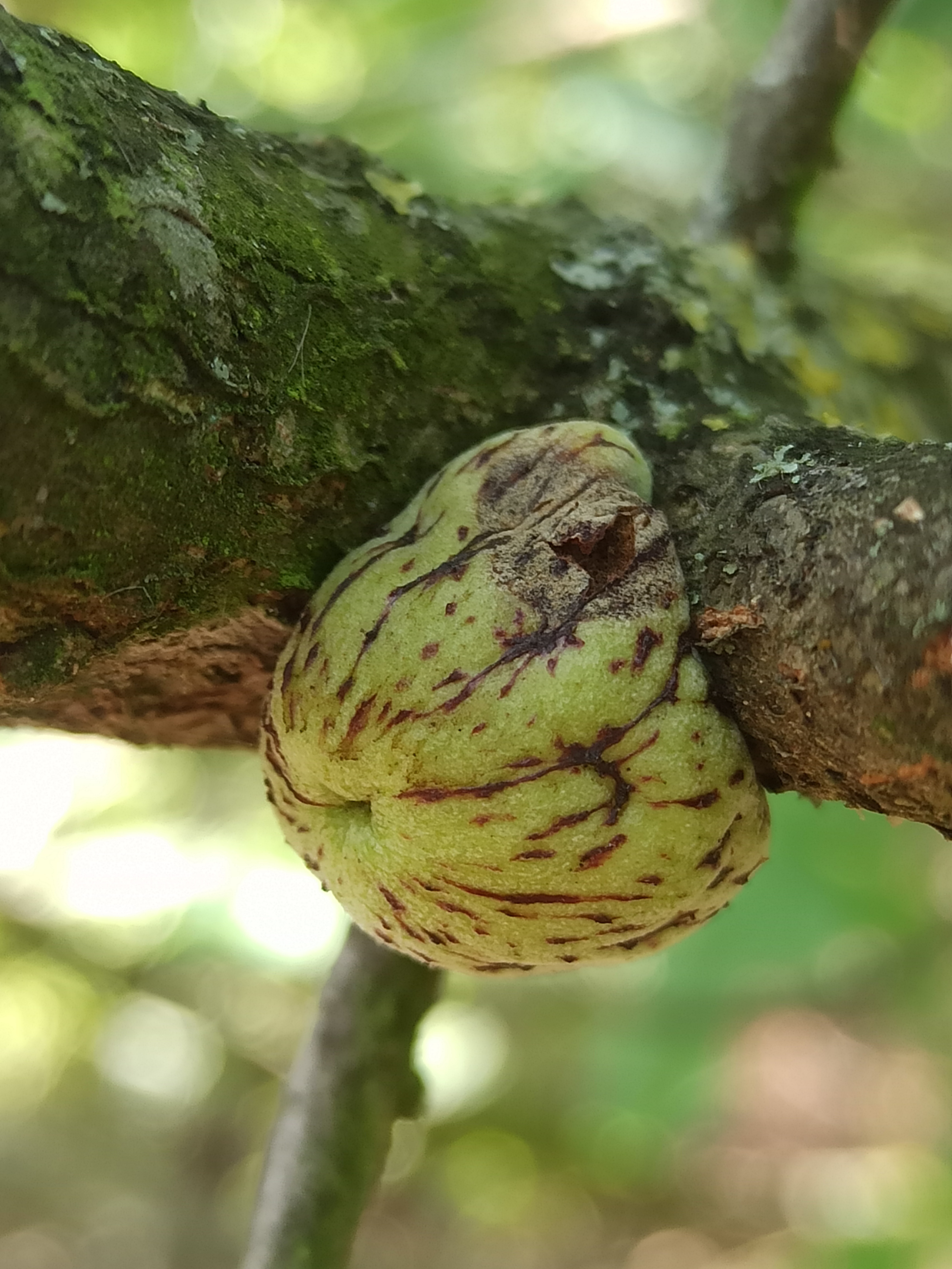 Andricus conificus