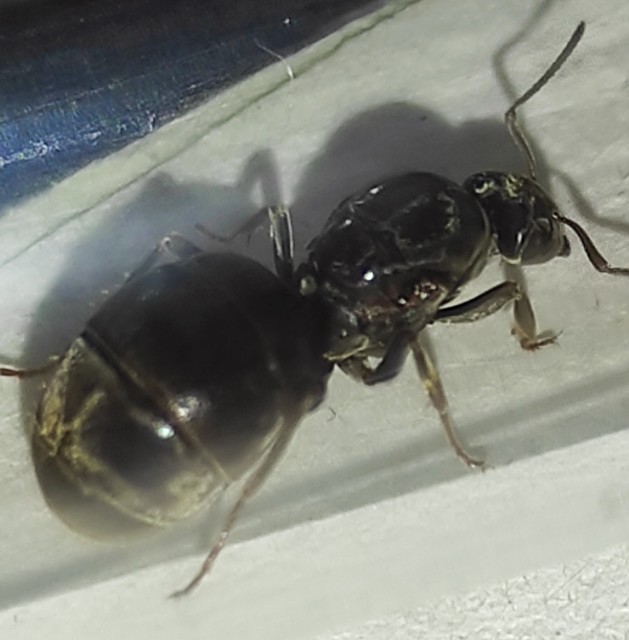 Lasius bombycina - pusztai feketehangya