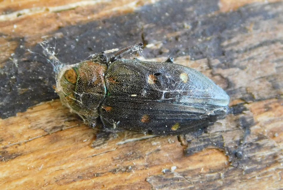 Chrysobothris affinis - aranypettyes díszbogár