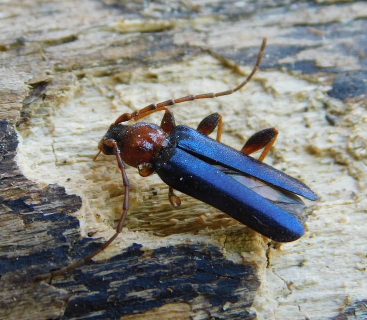 Phymatodes testaceus - változékony korongcincér Phymatodes testaceus - változékony korongcincér