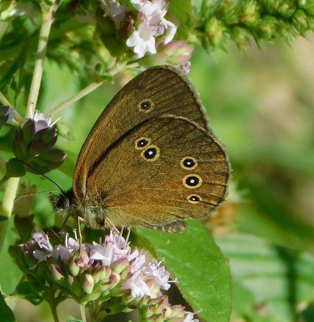 Aphantopus hyperanthus - közönséges ökörszemlepke