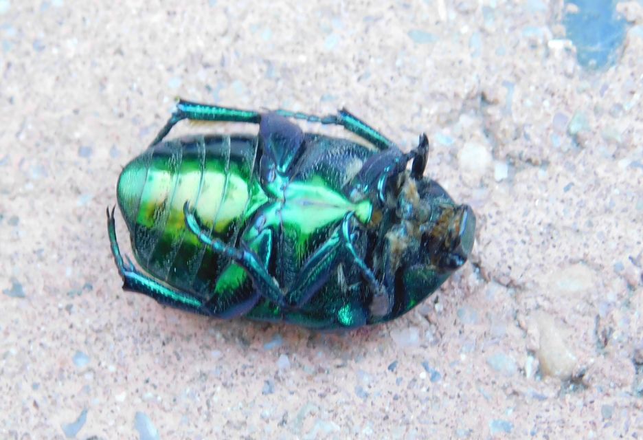 Protaetia affinis - smaragdzöld virágbogár