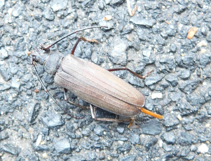 Aegosoma scabricorne - diófacincér