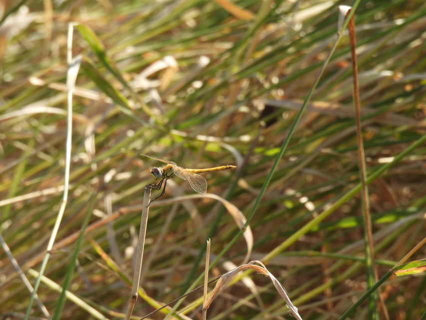 Sympetrum fonscolombii - vándor katona-szitakötő