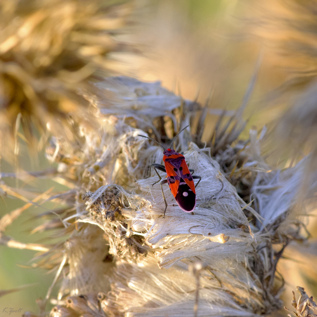 Lygaeus equestris/simulans