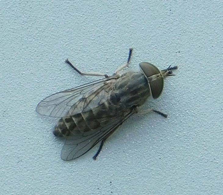 Tabanidae - böglyök