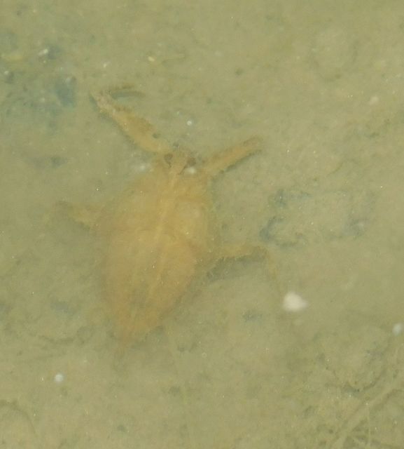 Nepa cinerea - víziskorpió