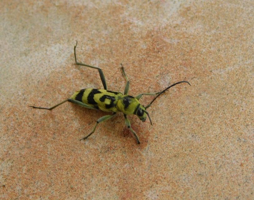 Chlorophorus varius - díszes darázscincér