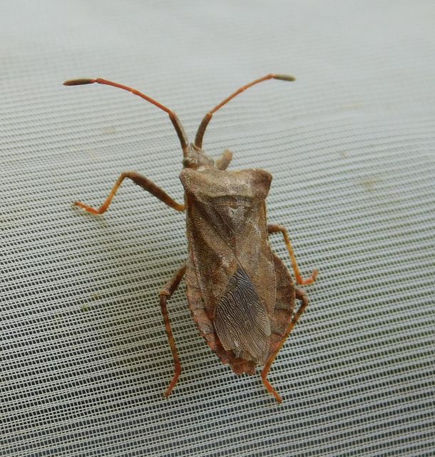 Coreus marginatus - közönséges karimáspoloska
