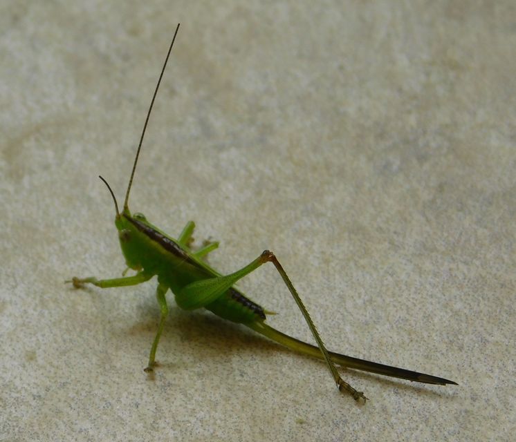 Conocephalus fuscus - kis kúpfejűszöcske