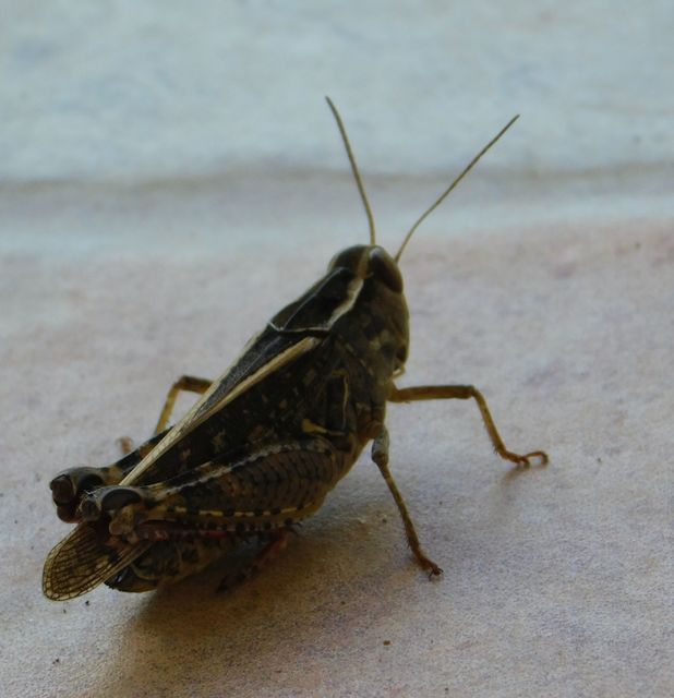 Calliptamus italicus - olaszsáska