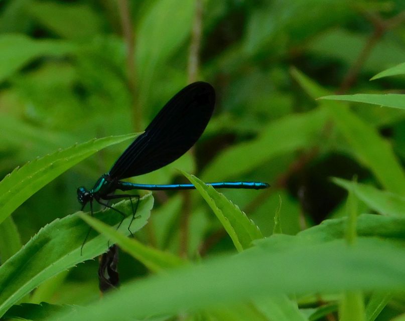Calopteryx virgo - kisasszony-szitakötő