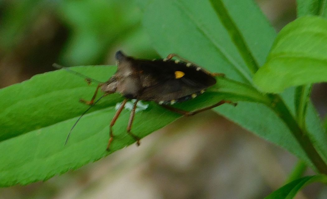 Pentatoma rufipes - vöröslábú címerespoloska Pentatoma rufipes - vöröslábú címerespoloska