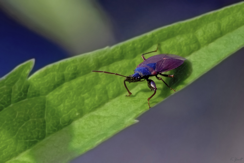 Gastrodes grossipes - lapos bodobács