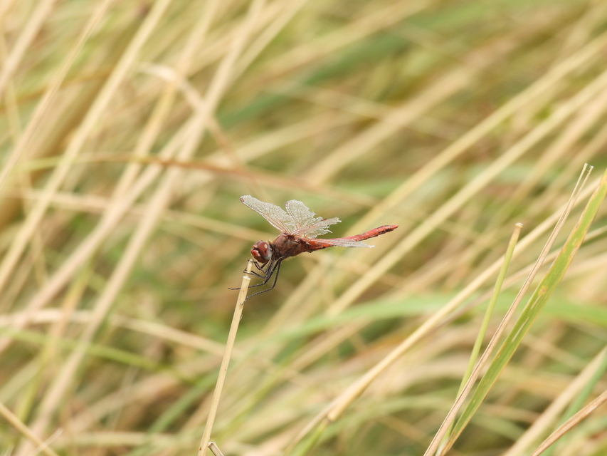 Sympetrum fonscolombii - vándor katona-szitakötő