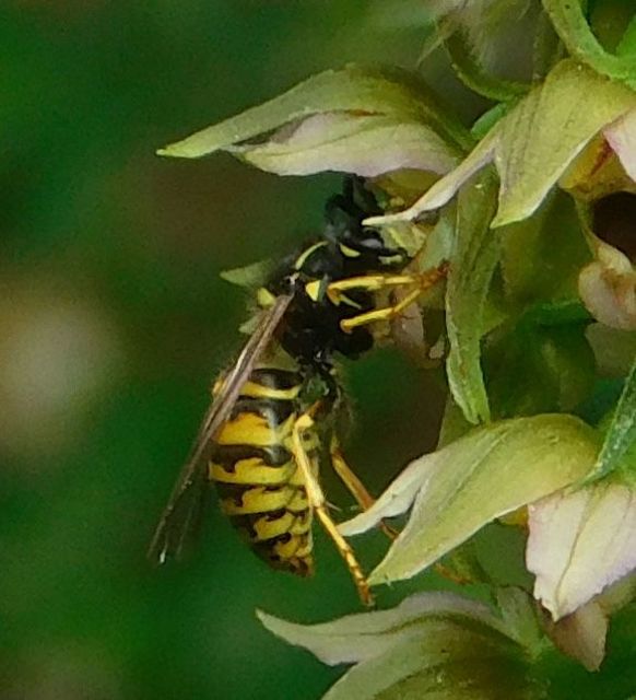 Vespula