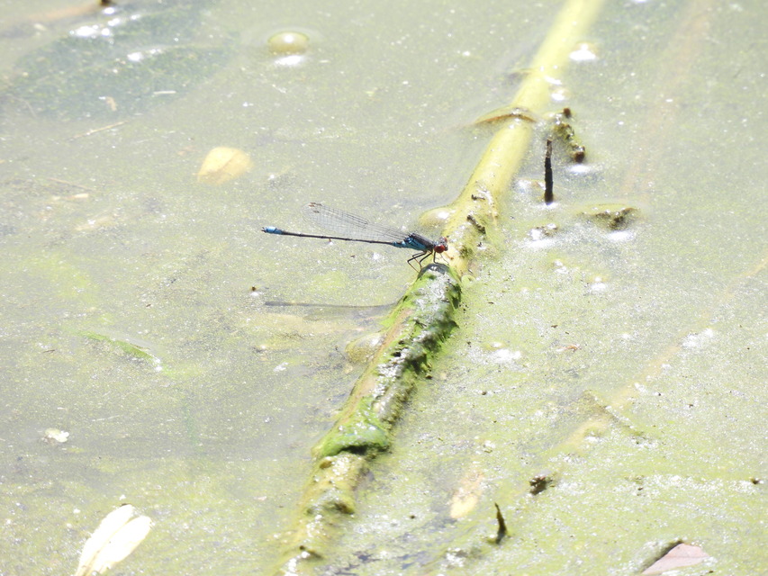 Erythromma viridulum - kis pirosszemű-légivadász