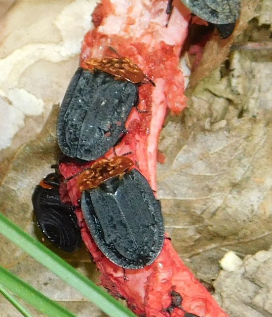 Oiceoptoma thoracicum - vörösnyakú dögbogár