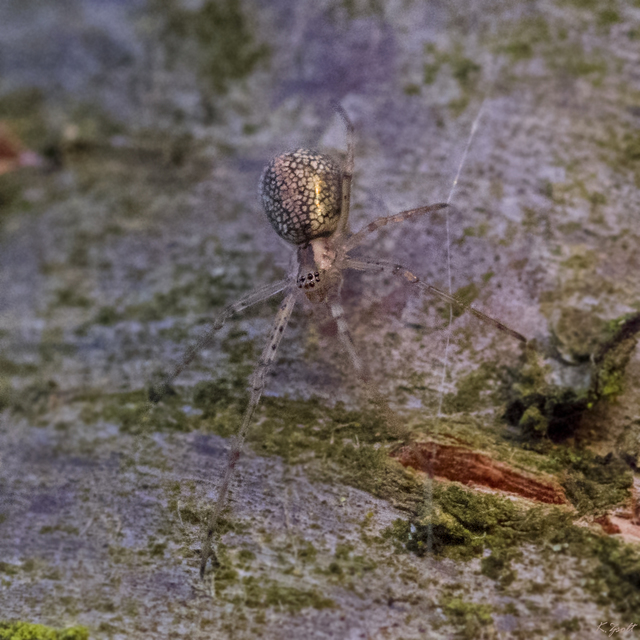 Tetragnatha obtusa