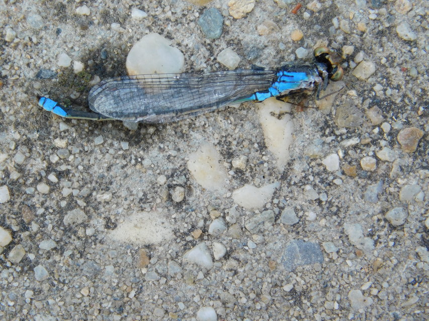 Erythromma viridulum - kis pirosszemű-légivadász