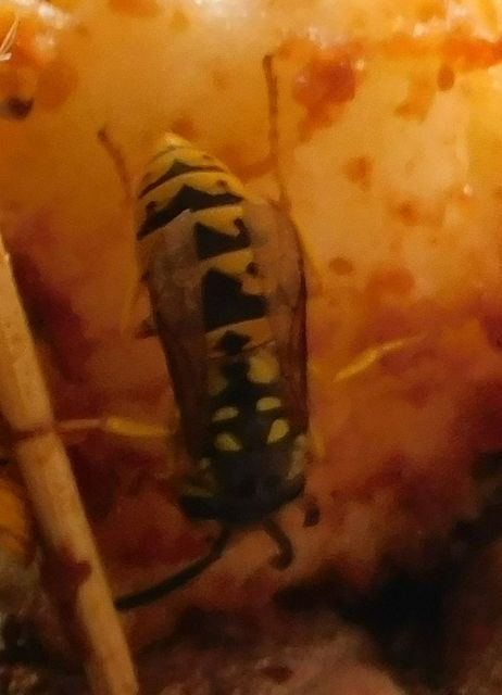 Vespula