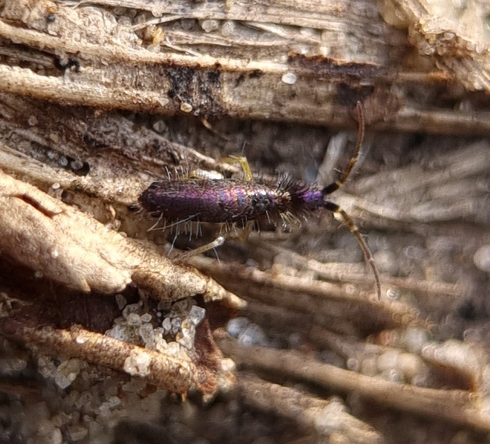 Collembola - Ugróvillások Collembola - Ugróvillások