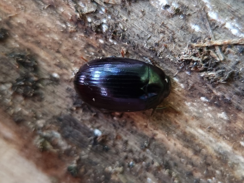 Platydema violaceum - fémkék taplóbogár